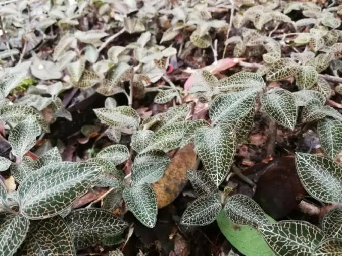 นักวิทยาศาสตร์ชาวจีนในอู่ฮั่นปลดล็อก Anoectochilus Roxburghii หลังจากใช้เวลา 20 ปีของการวิจัยและพัฒนายาวิจัยที่เป็นนวัตกรรมระดับ 1 ได้สำเร็จ