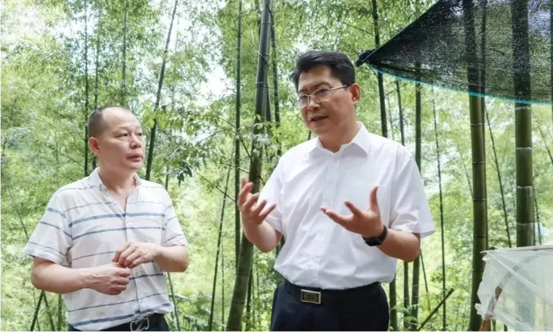 Liu Shuo เลขาธิการคณะกรรมการพรรคเทศบาล Pingxiang ตรวจสอบฐานปลูก Anoectochilus
