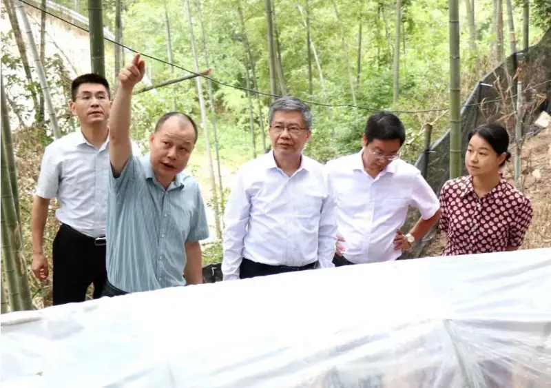 Liu Hongning คณบดีสถาบันวิจัยขั้นสูงแห่งมหาวิทยาลัยการแพทย์แผนจีนเจียงซี และอดีตเลขาธิการพรรคของมหาวิทยาลัย นำกลุ่มผู้เชี่ยวชาญระดับมณฑลเพื่อการปฏิรูปการแพทย์แผนจีนอย่างครอบคลุมในมณฑลเจียงซี เพื่อดำเนินการวิจัยที่ฐาน Anoectochilus ของเรา